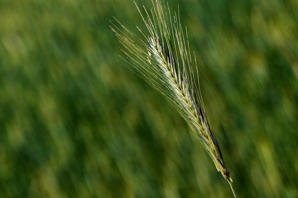 barley, grain, field-4260530.jpg