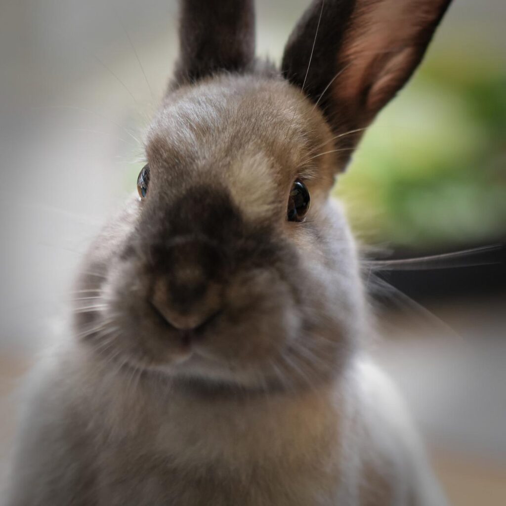 10 cosas que no sabías sobre los conejos