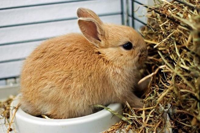 Heno de Alfalfa Importancia en la alimentación de los conejos