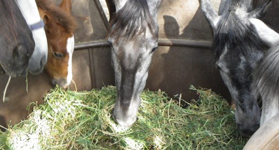 Caballos alimentándose con heno de Raygrass