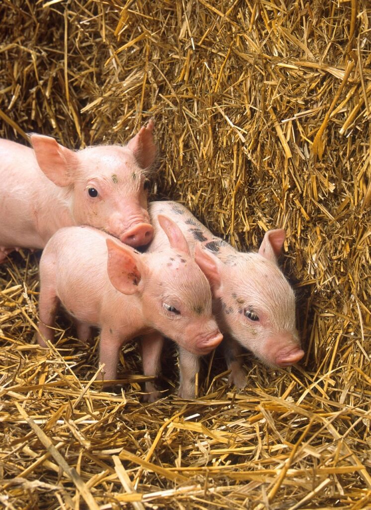 pigs, piglets, babies-82055.jpg