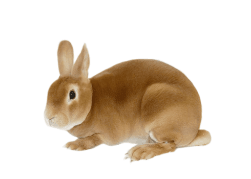 Conejo de la raza  cabeza de minirrex