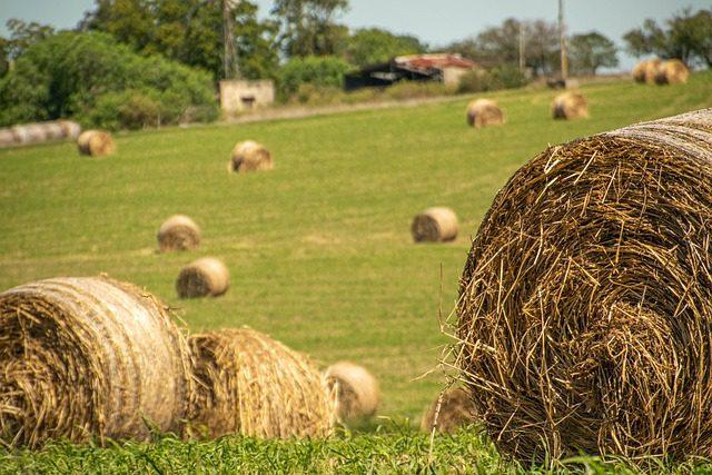Los beneficios de la alfalfa como Aliada