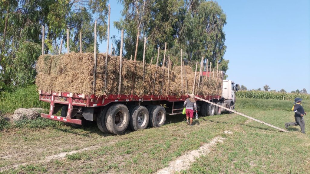 tranposrte de paca de alfalfa