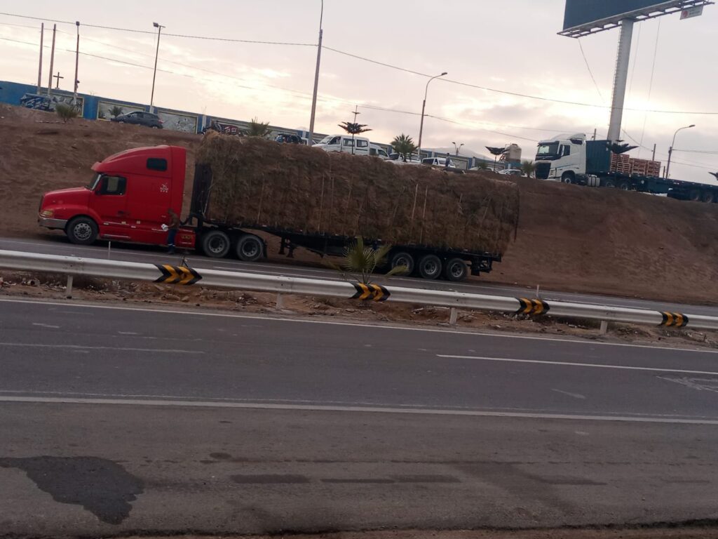 Despacho de pacas de alfalfa de pisco a lima en Chilca