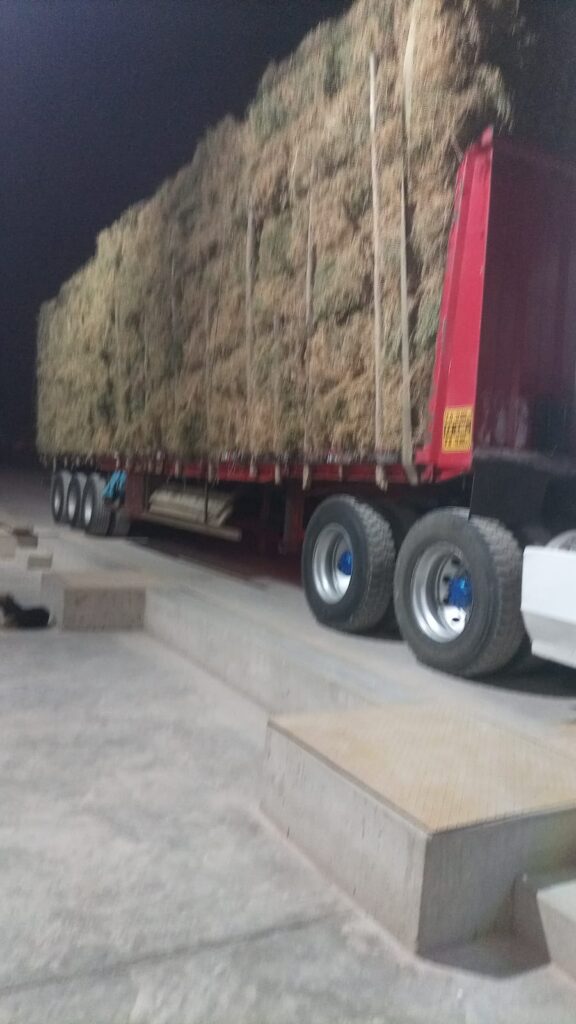 Despacho de pacas de alfalfa de pisco a lima en Chilca