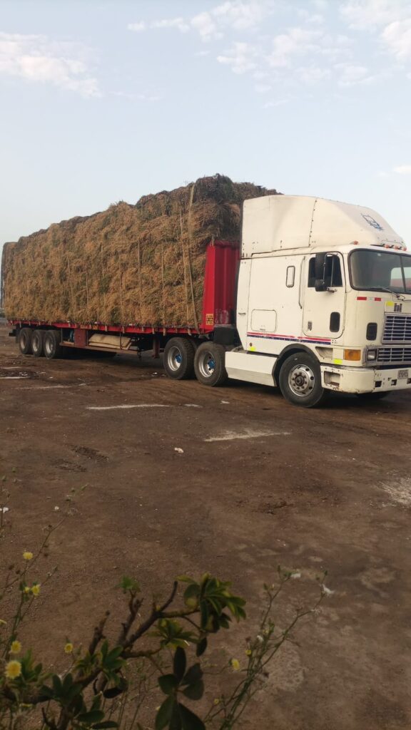 Despacho de pacas de alfalfa de pisco a lima en Chilca
